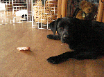 a6863546.gif