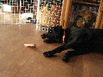 bdae6a8e.gif