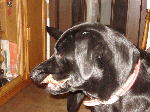 b4102a42.gif