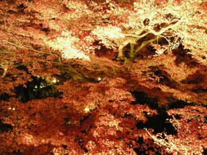 DSCN1550.JPG