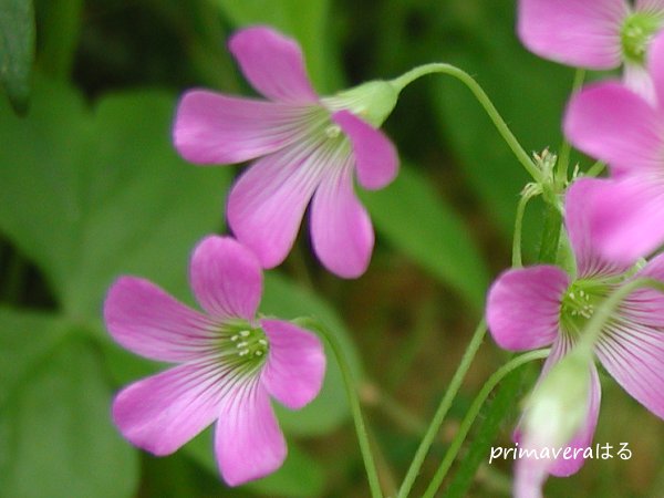 ピンクのかわいい花 ムラサキカタバミ 紫片喰 Primavera 田舎暮らし