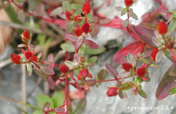 秋に咲く野草の花 其のニ Primavera 田舎暮らし