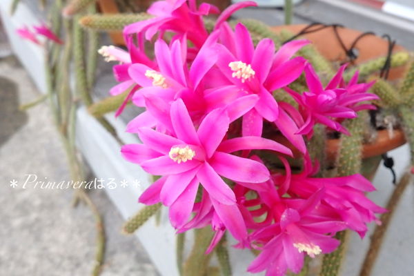 金紐サボテン - Collection : コレクション - NEO GREEN : ネオ