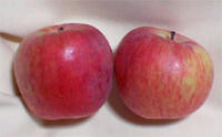 apple01.jpg
