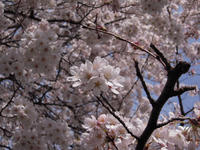 sakura_2008_01.jpg