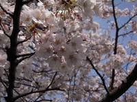 sakura_2008_02.jpg