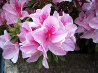 hana-0804.jpg