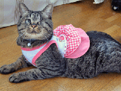 IMG_0459.gif