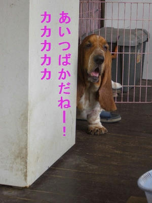 やさしいエルビーjpeg
