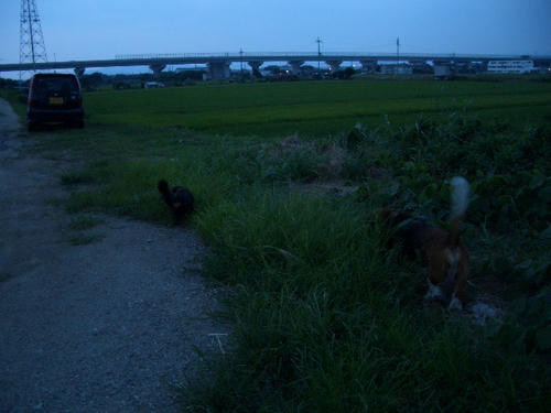 夕方.JPG