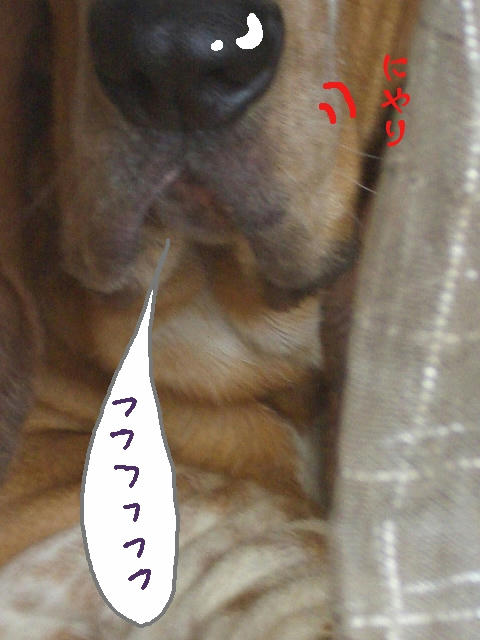謎の犬.jpg