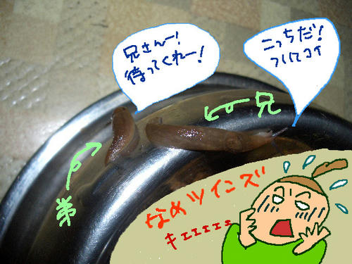ナメツインズ.jpg