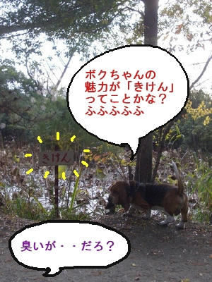 ダンディーｂｏｙ.jpg