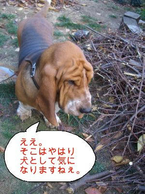 気になる木.JPG