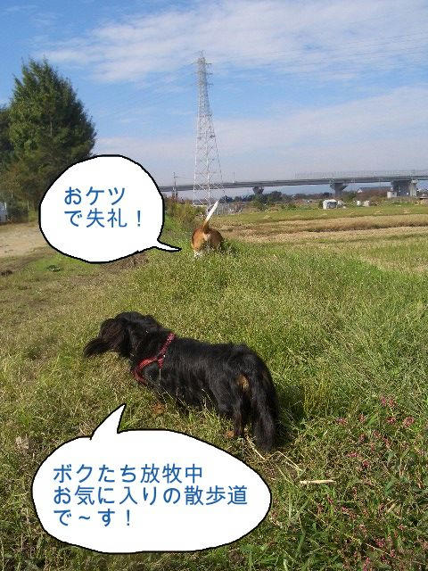 なんちゃって牧場.JPG