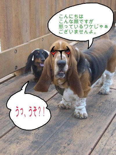 久々登場、デビルビー.JPG