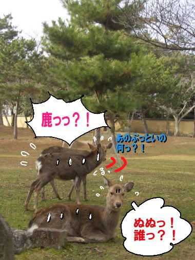 シカガンミ.JPG