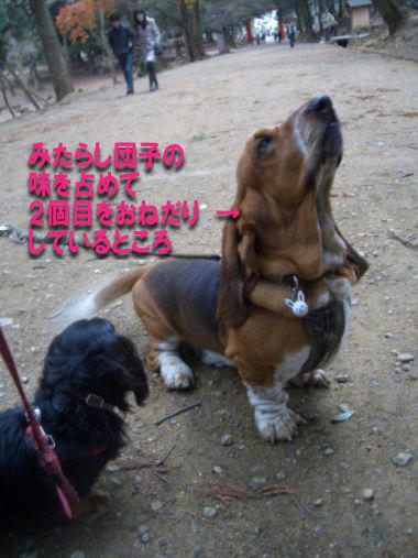 おねだり犬.JPG