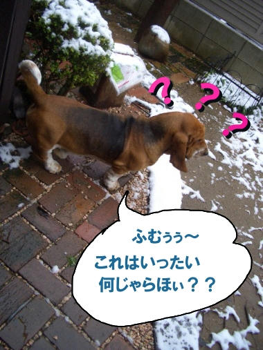 なんじゃこりゃぁ～？.JPG