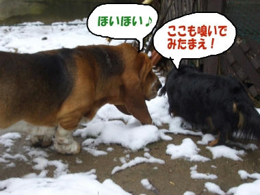 雪を探索中.JPG