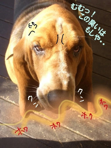 おいしい誘惑.JPG