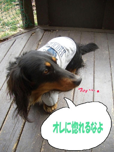 高貴なボスコ.JPG