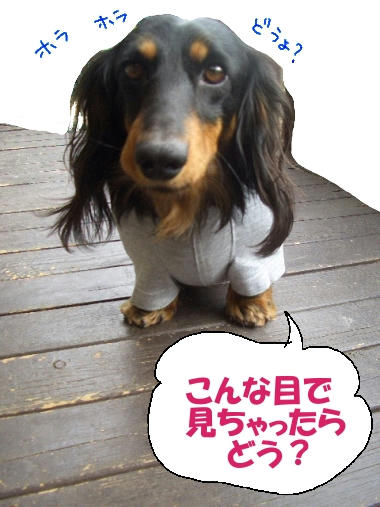 高貴なボスコ3.JPG