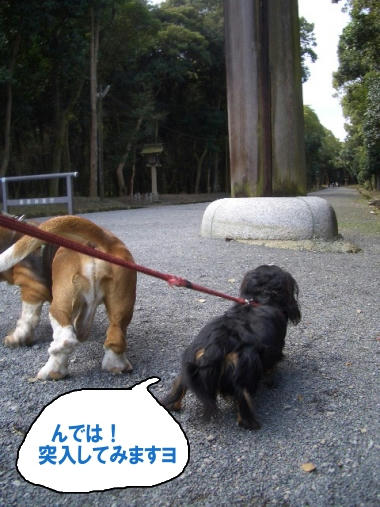 橿原神宮2.JPG