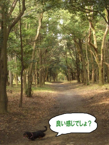 森.JPG