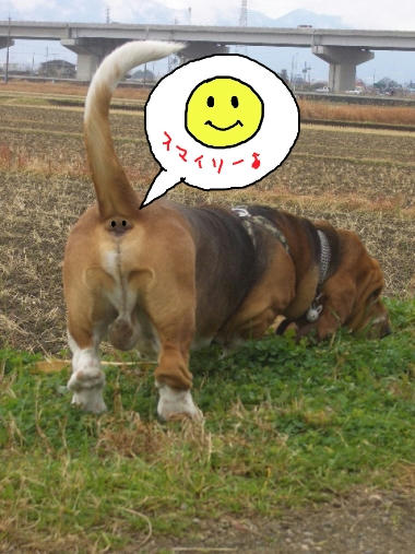 スマイリー黄門.JPG