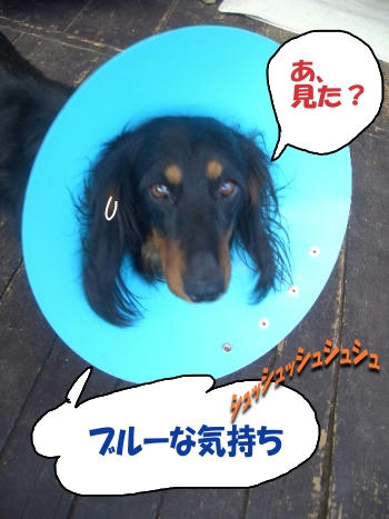 エリザベスキングのブルーな気持ち.JPG
