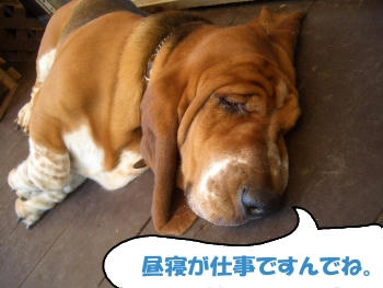 冬眠明けのクマ.JPG