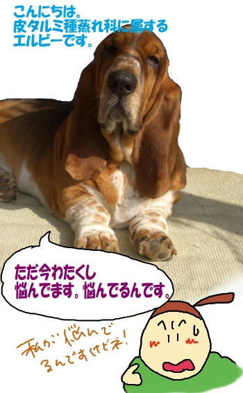 お悩み中.JPG