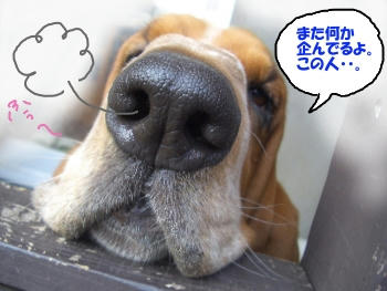 勘ぐりエルビー.JPG