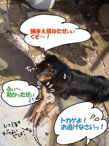 トカゲ危機一発.JPG
