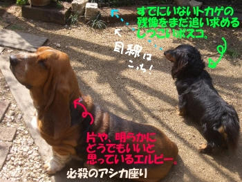 対照的な2匹なの.JPG