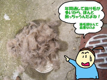 抜け毛の量.JPG
