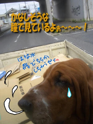 かなしそうな・・・？.JPG