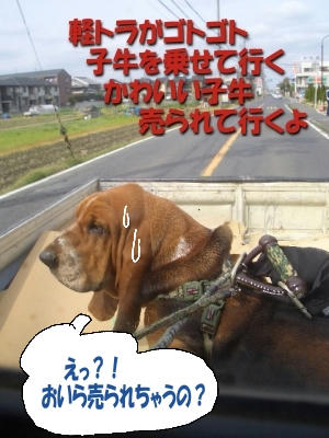 売られていくよ.JPG