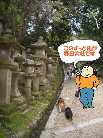 春日大社の参道.JPG
