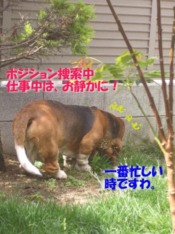 唯一の仕事中.JPG