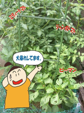 大暴れトマト畑.JPG