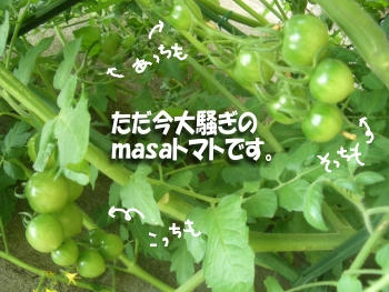大騒ぎｍａｓａトマト.JPG