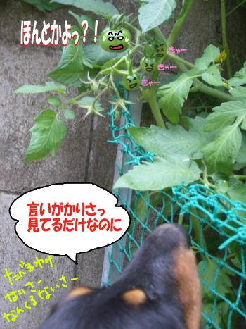 見てるだけぇ～.JPG