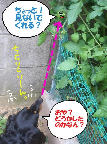見ちゃいやぁ～ん.JPG