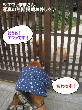 こんにちわ、エヴァちゃん.JPG