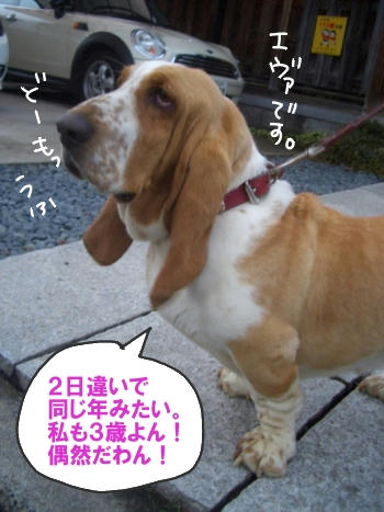 こんにちわん.JPG
