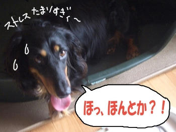 ボスコさん.JPG