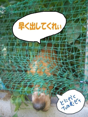囚われの犬.JPG