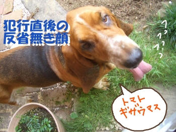 トマトギザウマス.JPG